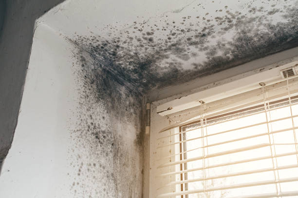 Affordable Mold Removal solutions in Honey Grove, TX