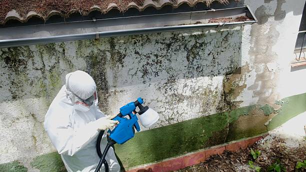 Top rated local Mold Removal specialists in Honey Grove, TX